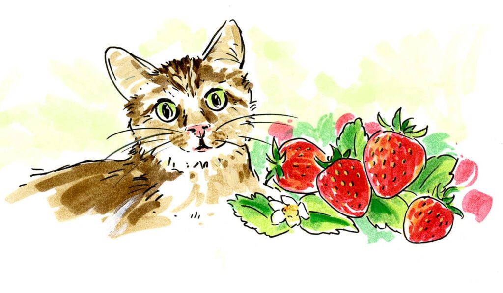 Cat And Berries